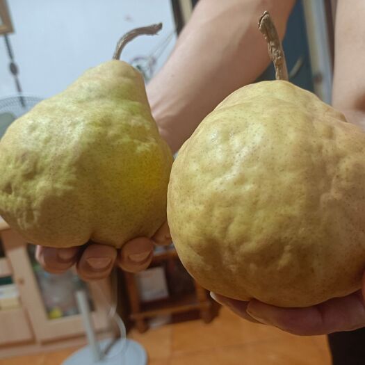 威海丑梨