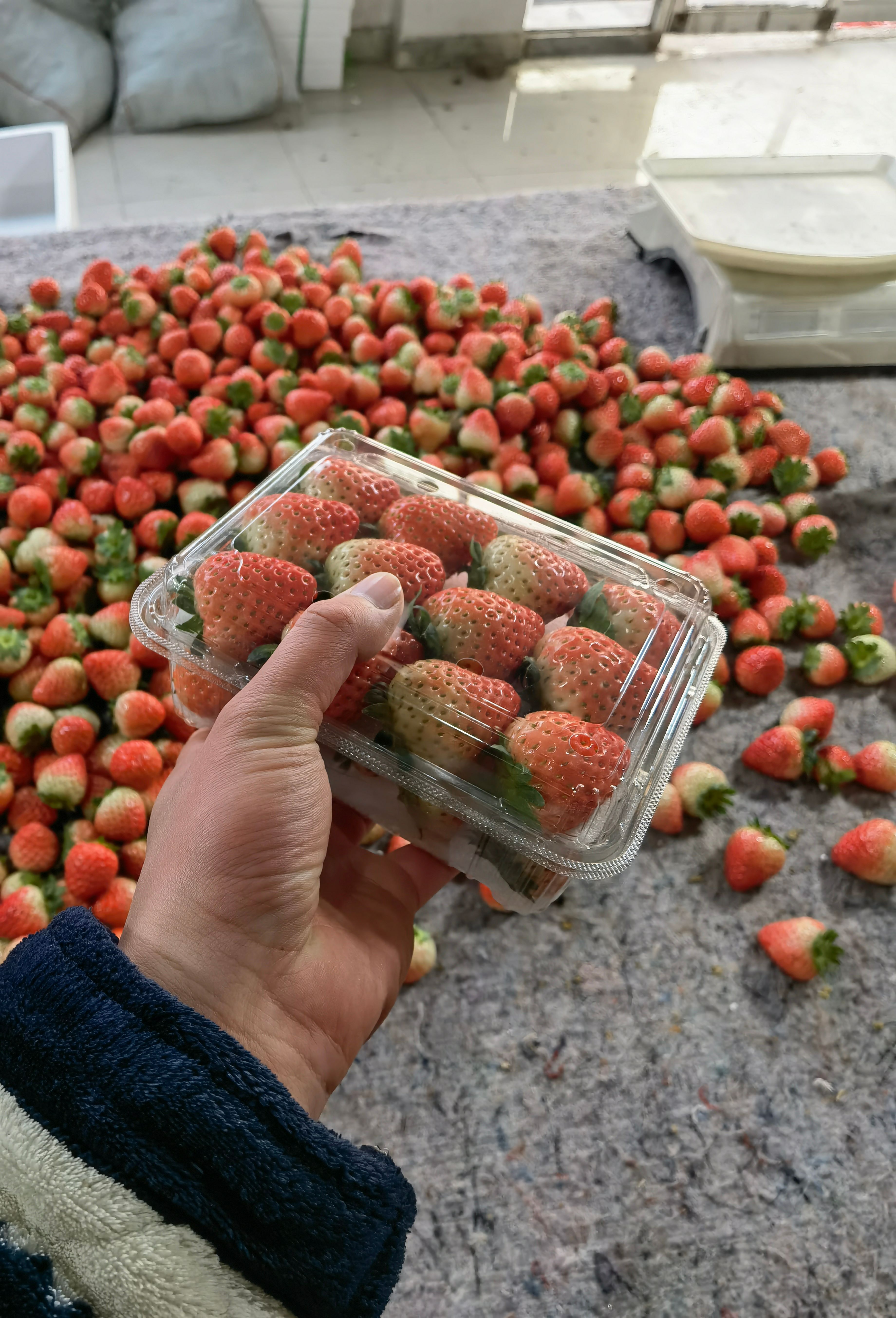 宁玉、妙香草莓