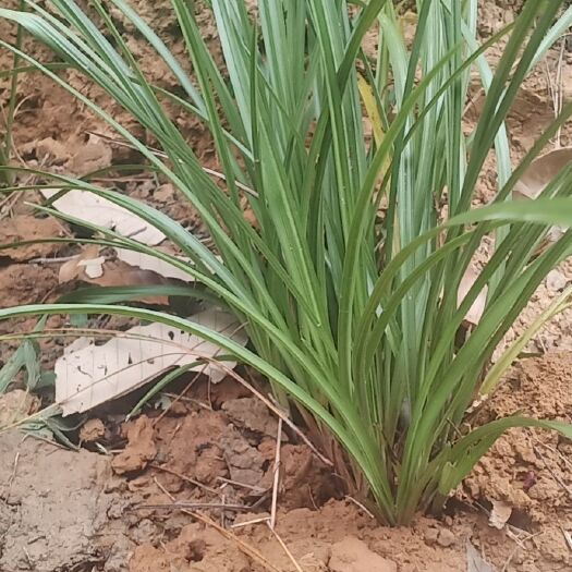 威宁县杜鹃花，兰草