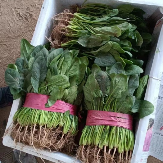福泉市菠菜大量上市中