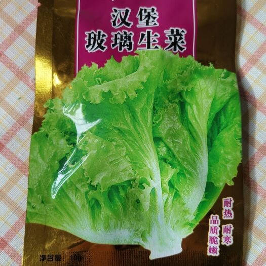夏邑县汉堡玻璃生菜种子