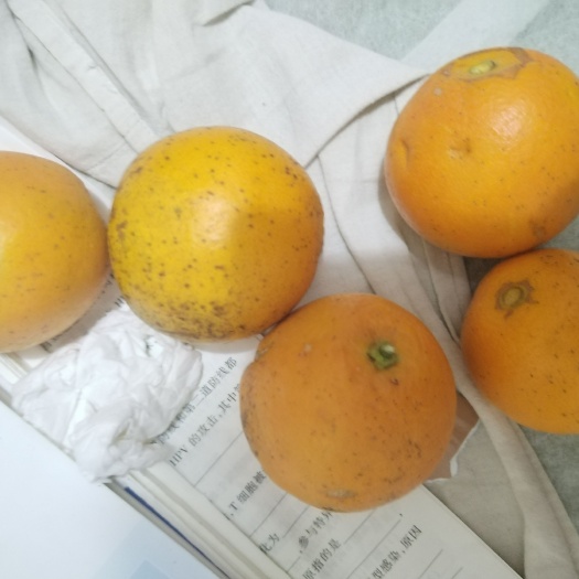 榕江县新鲜脐橙便宜采购