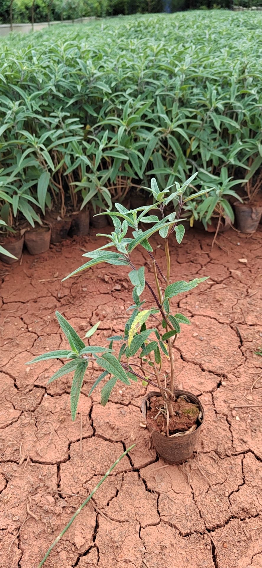 鼠尾草 高度35公分，昆明苗木基地批发价格