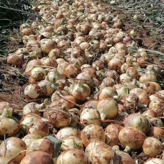 郯城县黄皮洋葱-基地直供-货源充足-保证质量