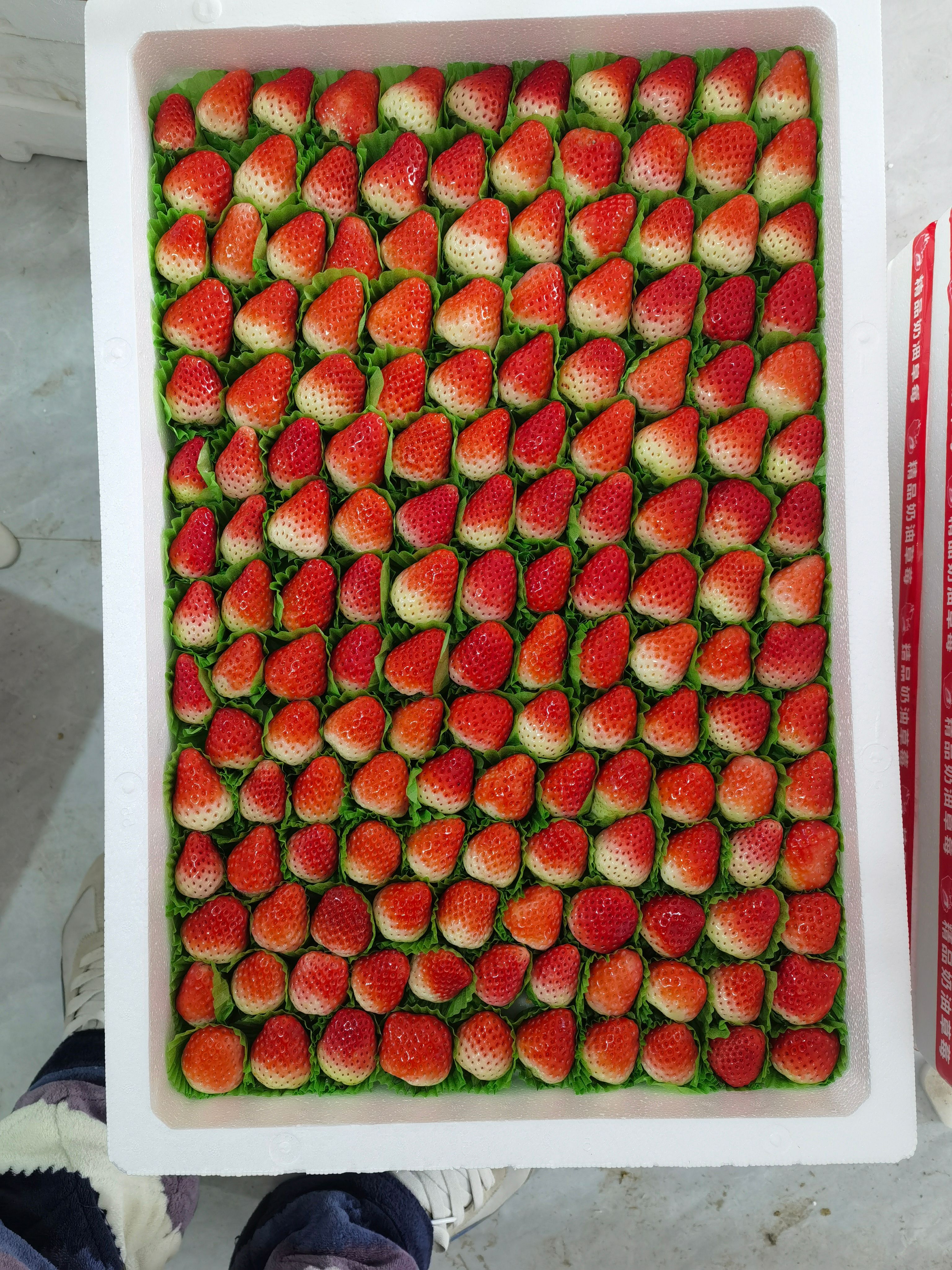 宁玉、妙香草莓