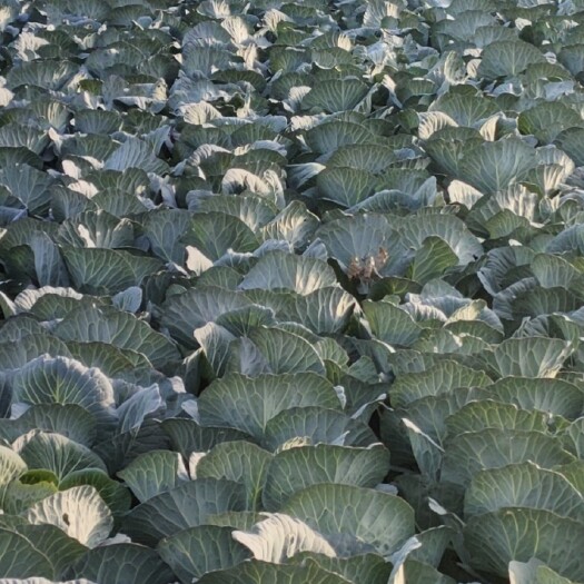  圆包菜 湖北扁包菜，基地直供，现砍现发，帮老板收包菜