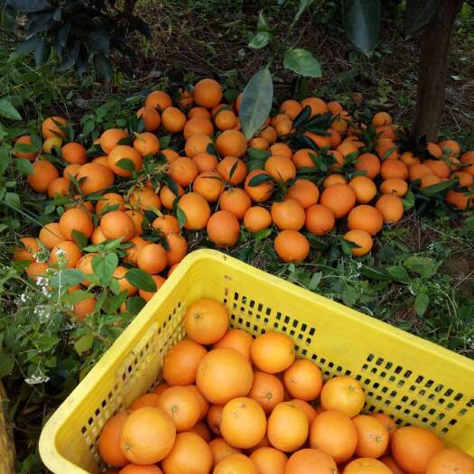 澧县脐橙