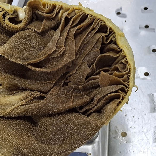 成都黑整肚A毛肚(圆个)