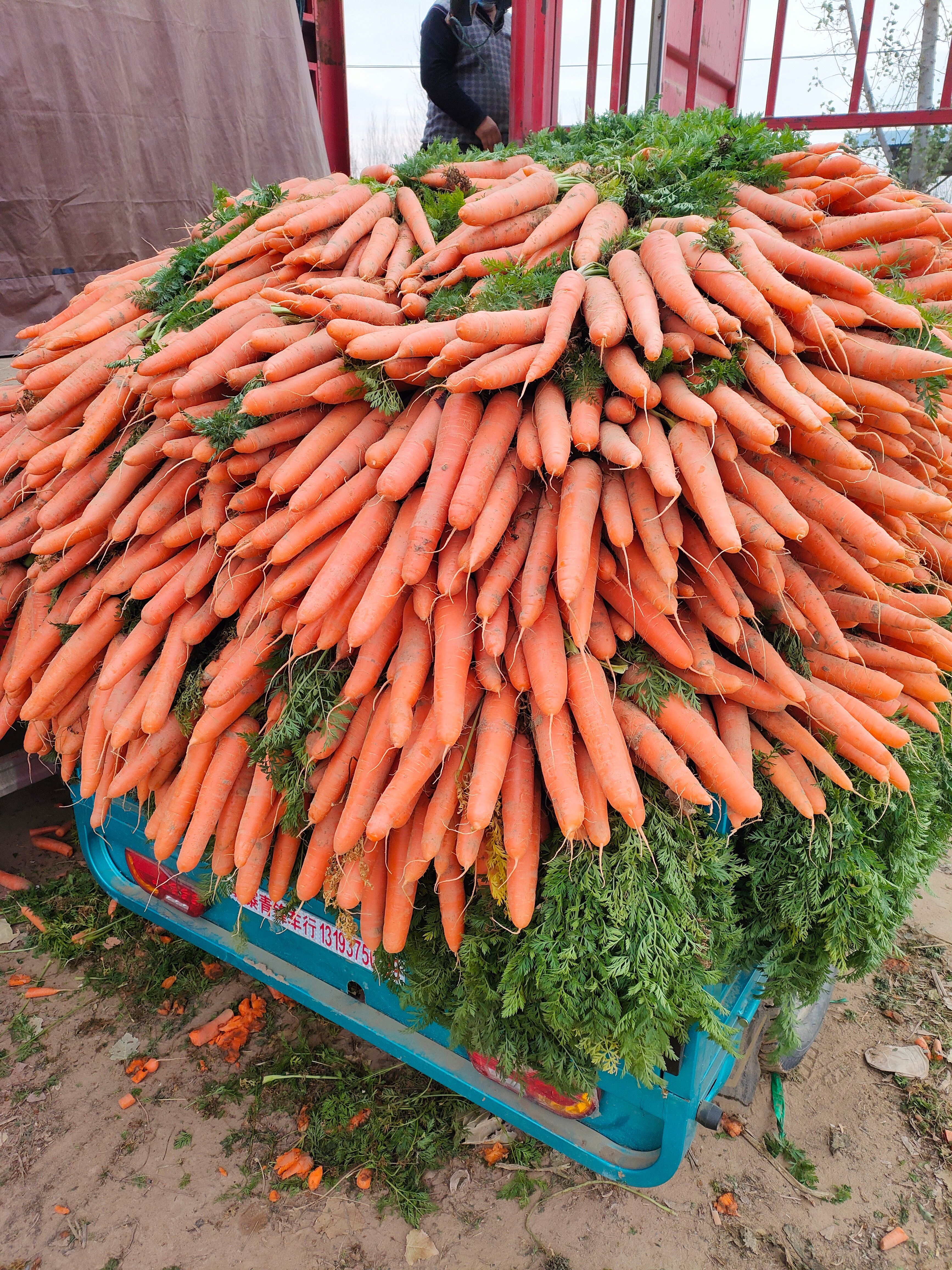 河南沙地胡萝卜大量上市，口感好表皮鲜亮，货源充足，欢迎订购！