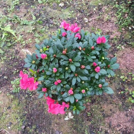 漳平市杨梅红杜鹃盆栽带包花