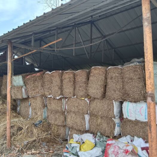 桐柏县河南南阳桐柏县艾叶，艾蒿