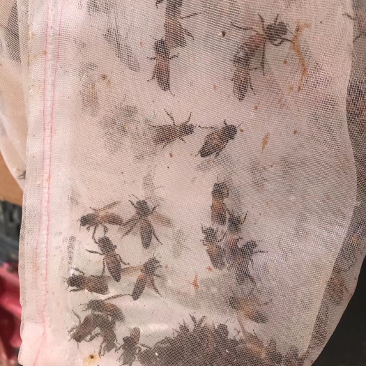 崇左大排蜂老蜂