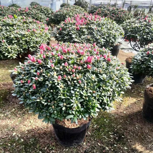 漳平市蘑菇型杨梅红杜鹃