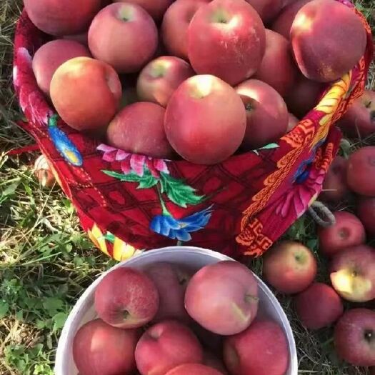 昭通云南昭通高原苹果，冰糖心丑苹果