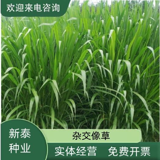 沭阳县新型巨菌草种子籽多年生四季牧草种甜象草皇竹草种子牧草籽孑