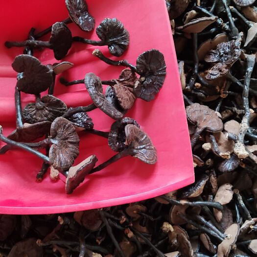 龙南市天然灵芝