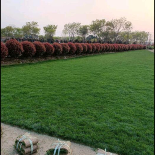 长沙高羊茅