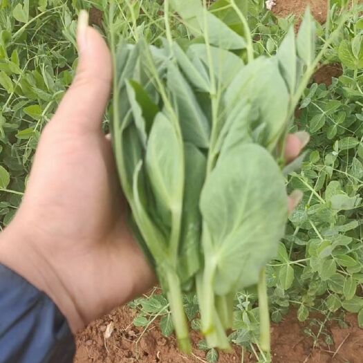 长顺县豌豆尖