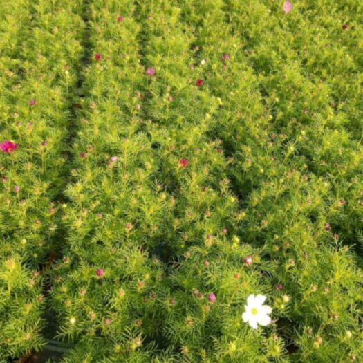 长沙波斯菊