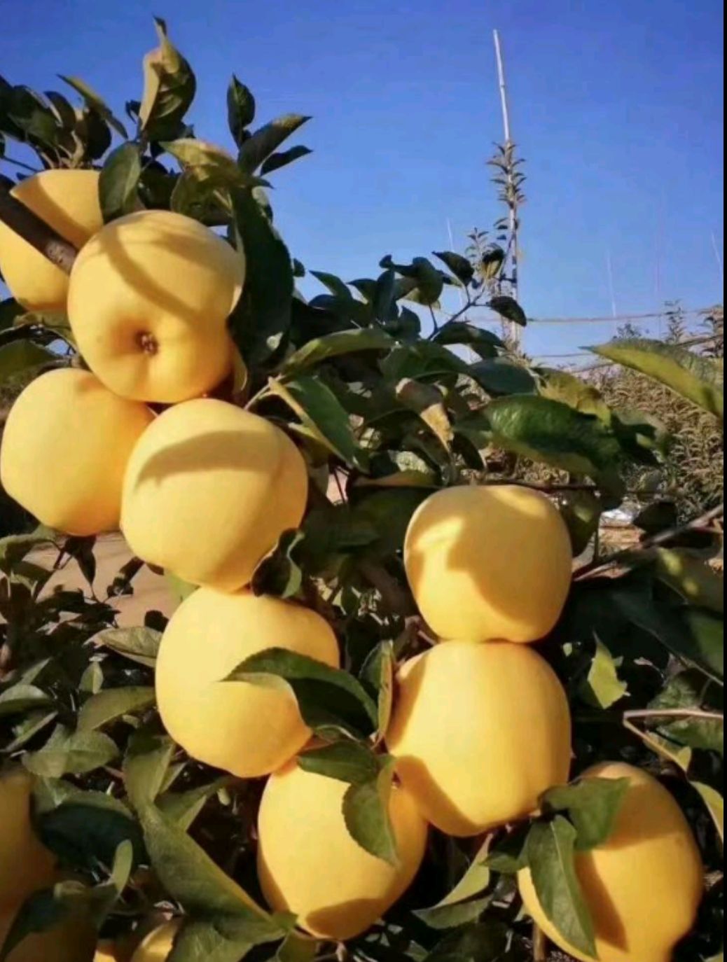 莱西市维纳斯黄金苹果 烟台昆嵛山特产维纳斯苹果