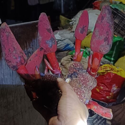 罗甸县贵州名贵中药材无流，回春草，顶天柱