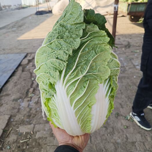 新野县黄心大白菜