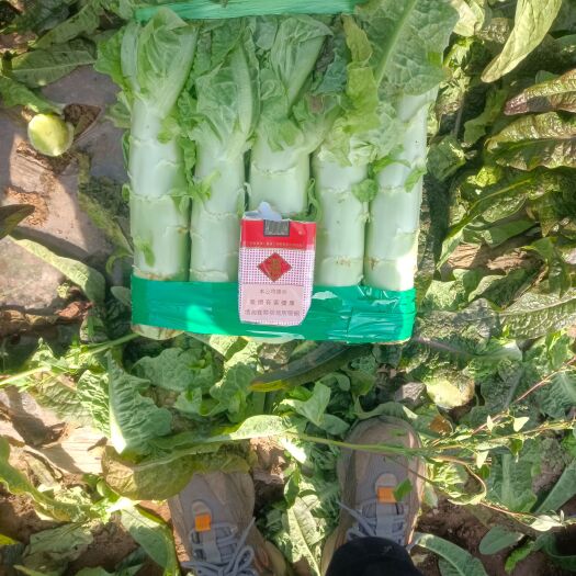 当阳市湖北当阳红叶莴苣现货供应！