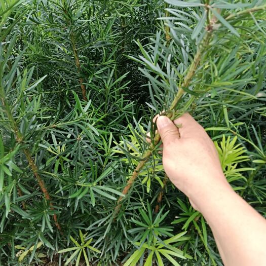 长沙罗汉松
