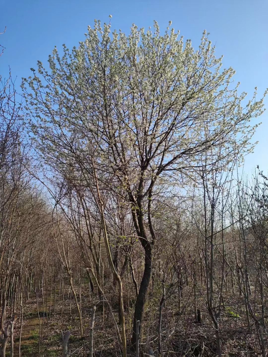 杜梨树