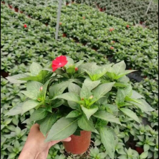 长沙凤仙花