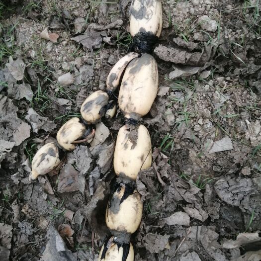 微山县鄂莲新六号藕种预订
