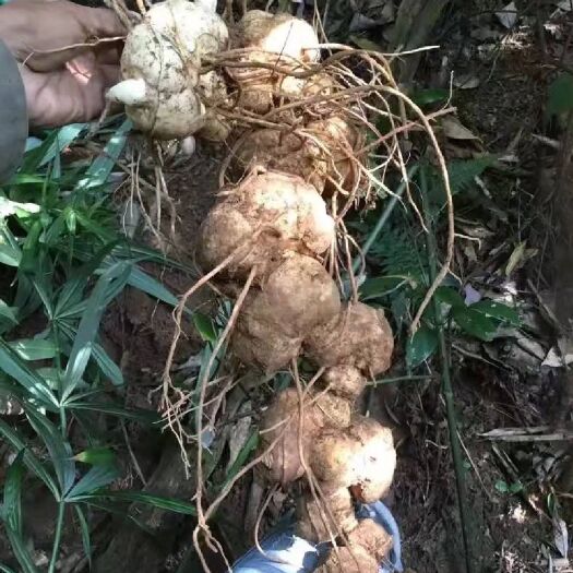 广南县黄精 红花滇黄精 品质保证