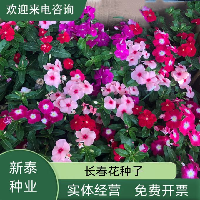 沭阳县耐寒花种长春花种子日日春天天开种子四季开花易活花籽庭院观赏草