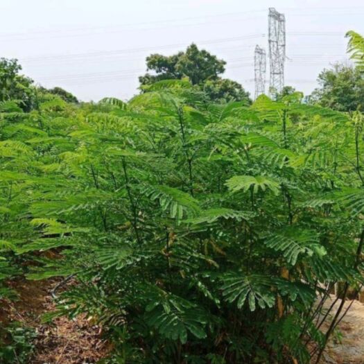 长沙缅茄苗