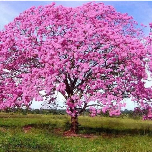 漳州紫花风铃木