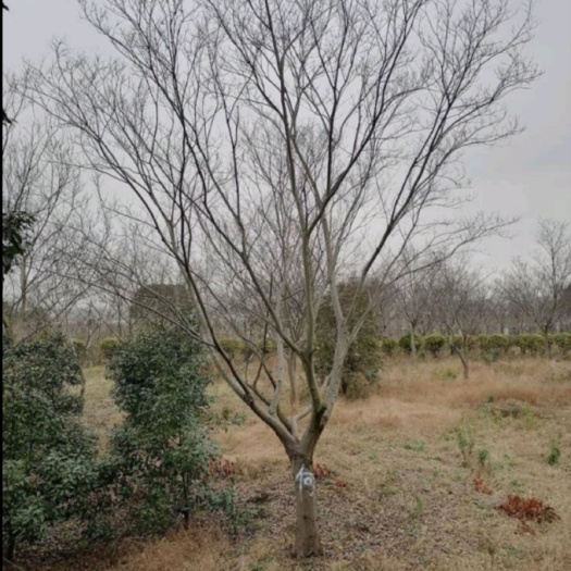 长沙大叶朴树