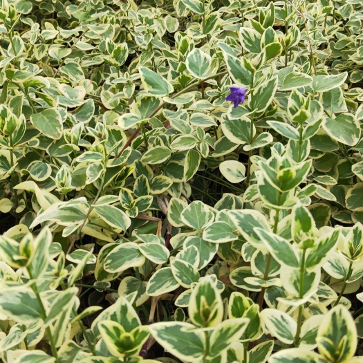 宜良县花叶曼常春   蝴蝶藤   蝴蝶藤一手货源