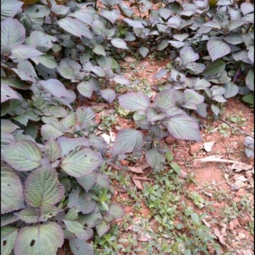 湘潭紫苏苗