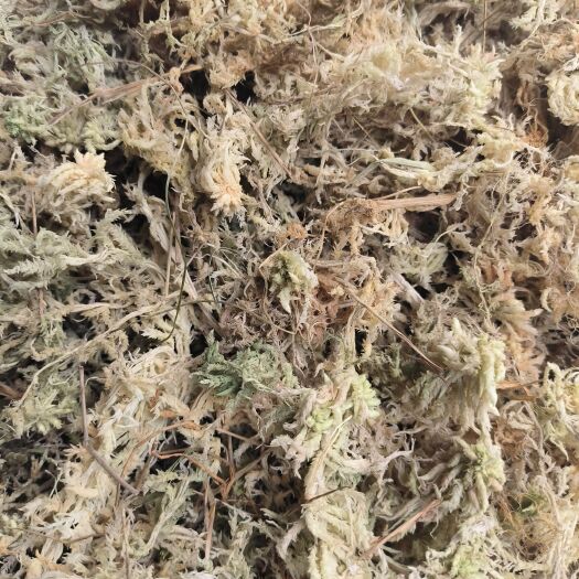 惠水县水苔干水苔贵州通货水苔