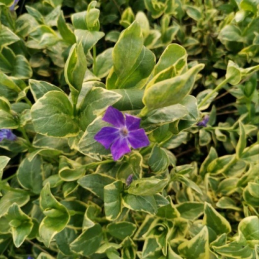长沙花叶蔓
