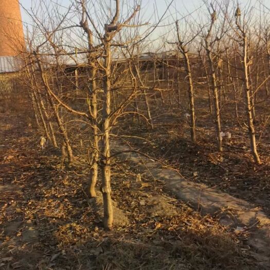 冠县桃树，常年供应占地桃树，社区精品桃树，合作共嬴。
