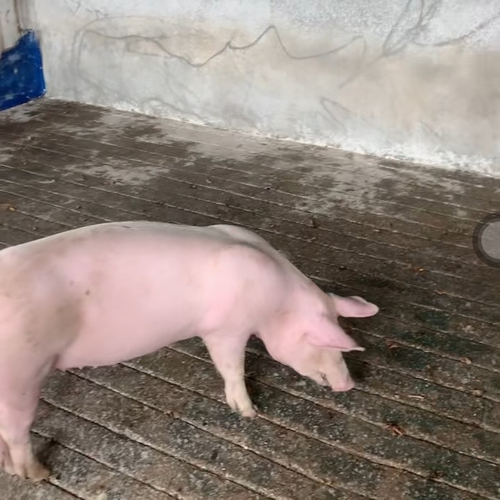 大方县原种英糸大白母猪