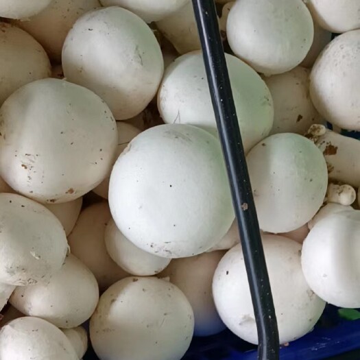 漳州白蘑菇，福建漳州基地种植，期待更多老板合作