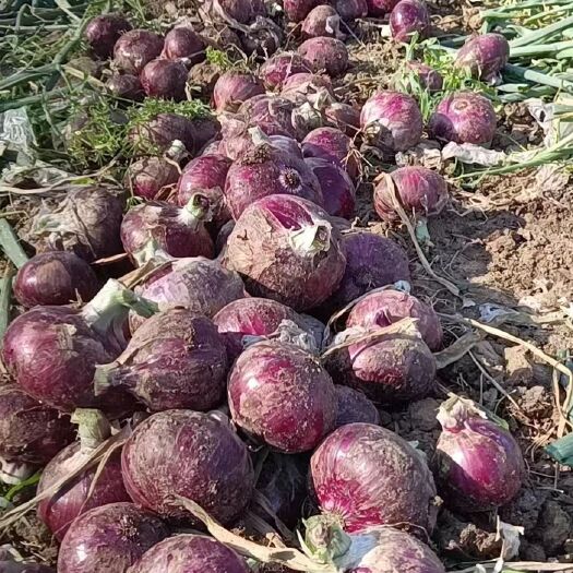郯城县紫皮洋葱-基地直供-货源充足-保证质量。
