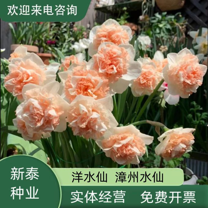 沭阳县洋水仙种球花卉盆栽土养重瓣多年生阳台耐寒四季球根花卉