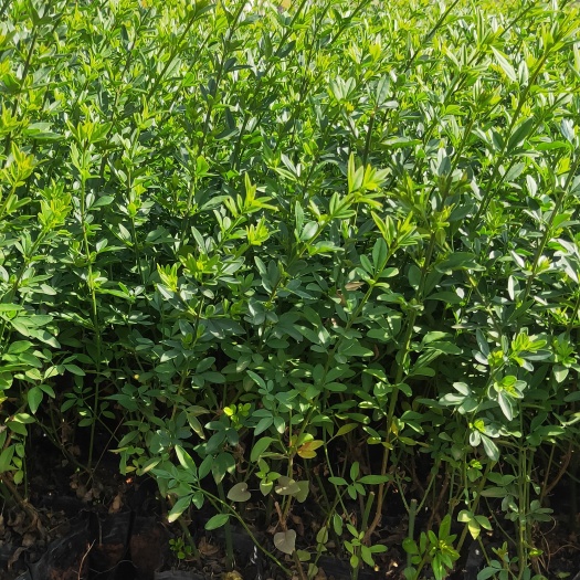 迎春柳  迎春花  迎春柳种植销售