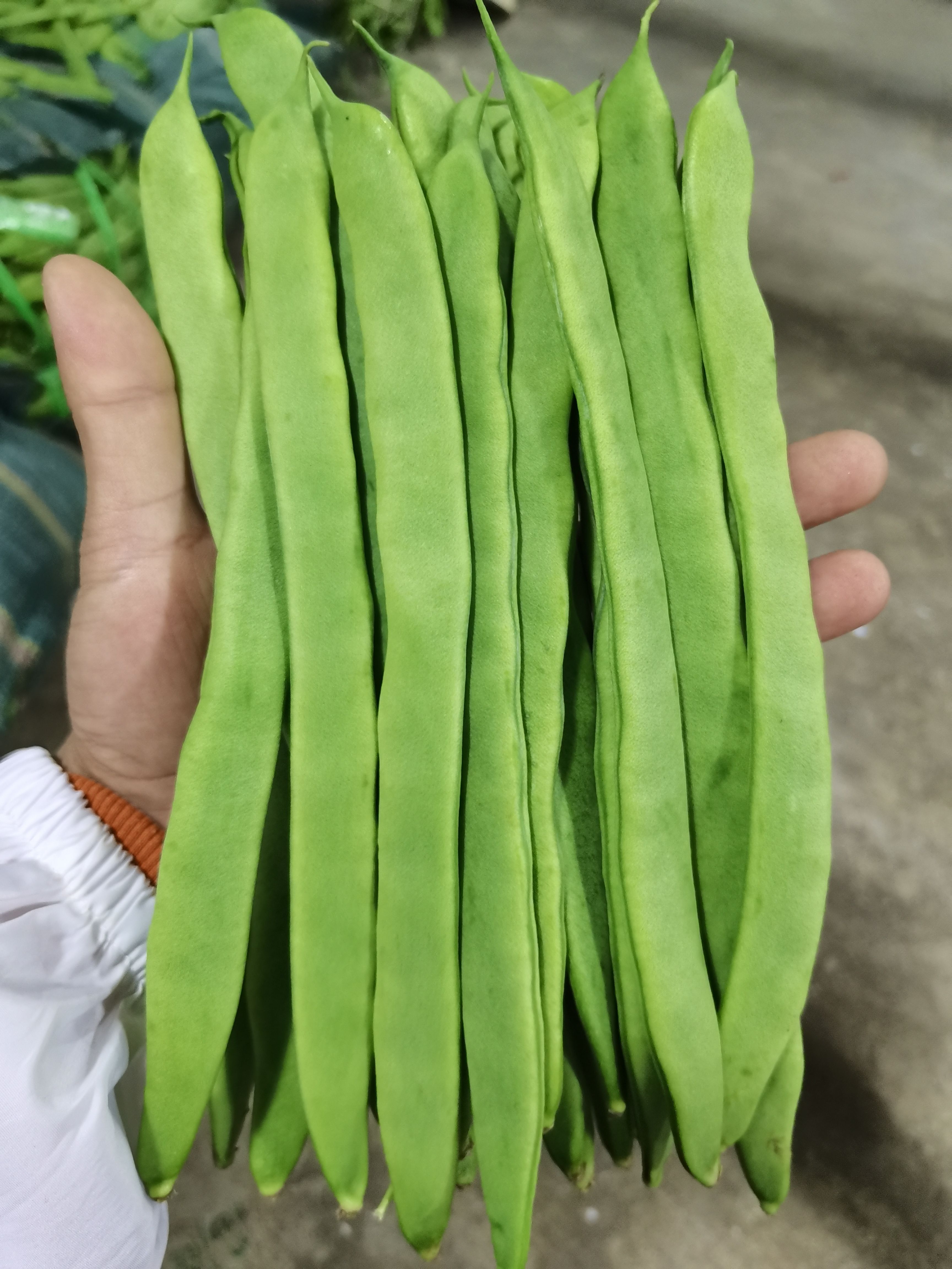 电商到精品都大量有货，云南绿扁豆合作共赢，诚信第一，！
