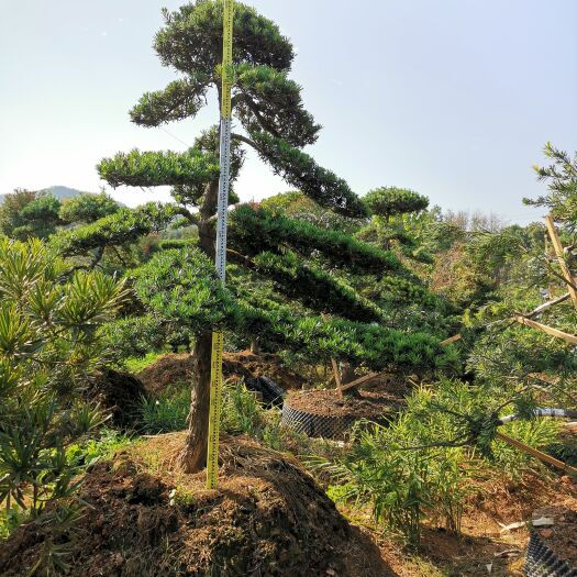浏阳市造型罗汉松，实物拍摄，自家货，没有中间商，
