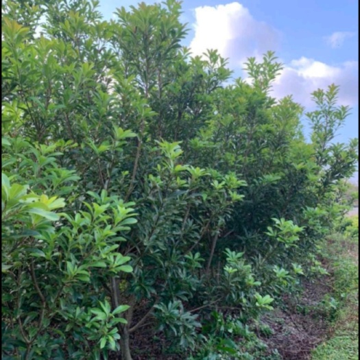 湘潭杨梅树