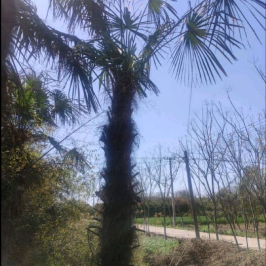 湘潭棕榈